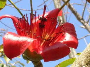Bombax ceiba - Red cotton tree 09